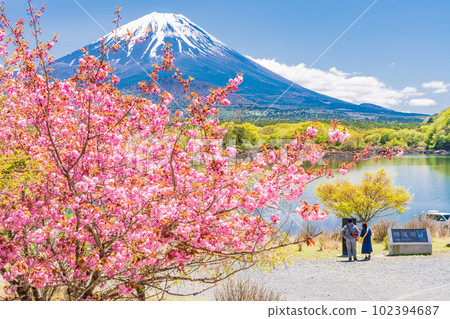 (山梨縣)從重瓣櫻花盛開的精進湖畔眺望富士山 (山梨縣)從重瓣櫻花盛開的精進湖畔眺望富士山 102394687