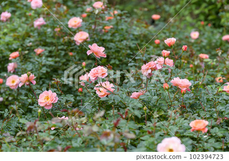 名人堂玫瑰“淘汰賽” 名人堂玫瑰“淘汰賽” 102394723