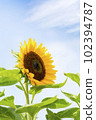 Sunflowers, a summer tradition 102394787