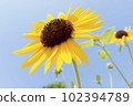 Sunflowers, a summer tradition 102394789