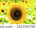 Sunflowers, a summer tradition 102394790