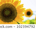 Sunflowers, a summer tradition 102394792