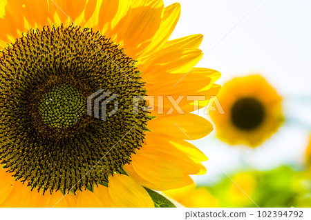 Sunflowers, a summer tradition 102394792
