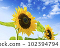 Sunflowers, a summer tradition 102394794