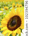 Sunflowers, a summer tradition 102394796