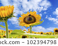 Sunflowers, a summer tradition 102394798