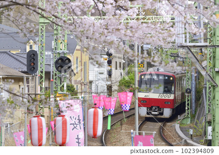京急電車和櫻花【神奈川縣橫須賀市】南鄉公園 102394809
