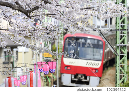 京急電車和櫻花【神奈川縣橫須賀市】南鄉公園 102394812