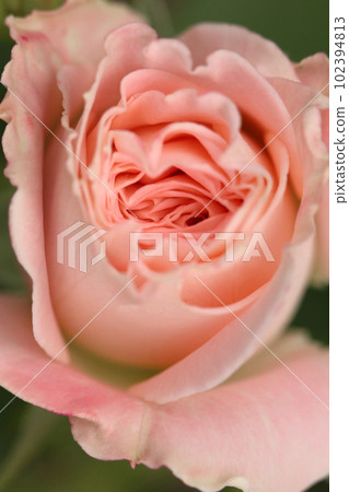 A close-up shot of a calm pink rose with a macro lens, and processed to create a moist retro atmosphere. A close-up shot of a calm pink rose with a macro lens, and processed to create a moist retro atmosphere. 102394813