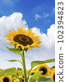 Sunflowers, a summer tradition 102394823