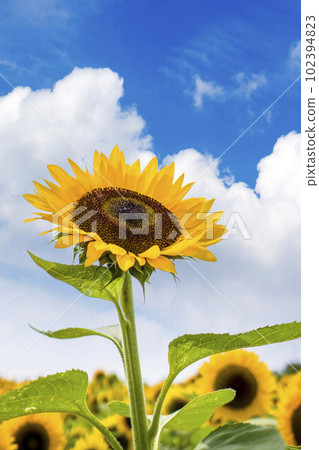Sunflowers, a summer tradition Sunflowers, a summer tradition 102394823