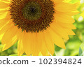 Sunflowers, a summer tradition 102394824