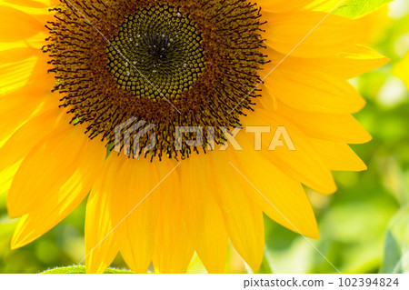 Sunflowers, a summer tradition Sunflowers, a summer tradition 102394824
