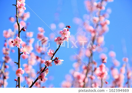 Pink Plum Blossom Hagino Pink Plum Blossom Hagino 102394989