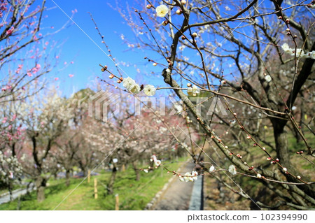 White plum blossoms White plum blossoms 102394990