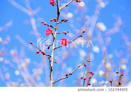 花紅色花 102394995