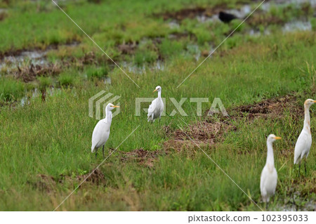 牛背鷺 牛背鷺 102395033