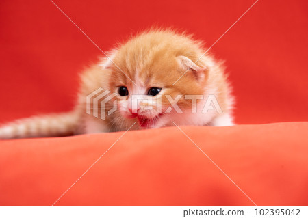 Kitten of Scottish fold 102395042