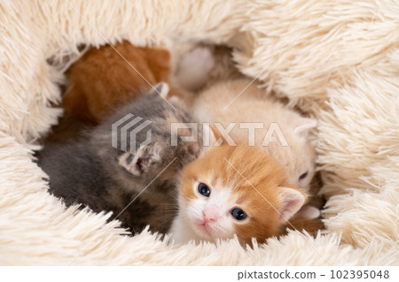 幾隻蘇格蘭折耳貓小貓 102395048