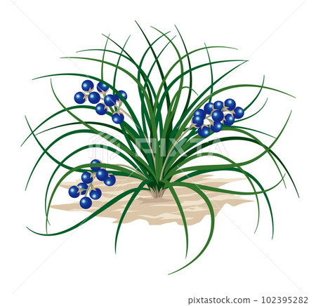 龍鬚~植物插畫 龍鬚~植物插畫 102395282