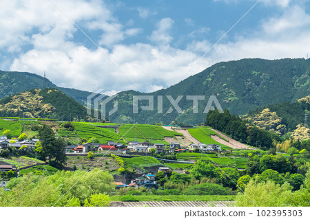 《靜岡縣》田園詩般的茶園村 102395303