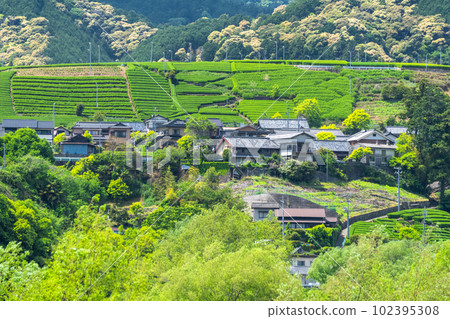 《靜岡縣》田園詩般的茶園村 《靜岡縣》田園詩般的茶園村 102395308