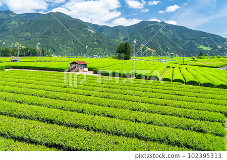 《靜岡縣》新茶發芽的初夏茶園 102395313