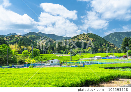 《靜岡縣》新茶發芽的初夏茶園 《靜岡縣》新茶發芽的初夏茶園 102395328
