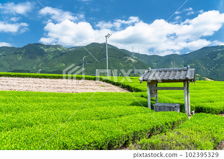 《靜岡縣》新茶發芽的初夏茶園 《靜岡縣》新茶發芽的初夏茶園 102395329