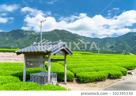 《靜岡縣》新茶發芽的初夏茶園 102395330