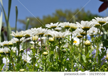 花園項鍊 Yokohama 2023 Satoyama Garden Festa 102395538