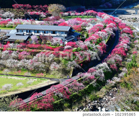 花桃之裡，阿知村桃源峽 102395865