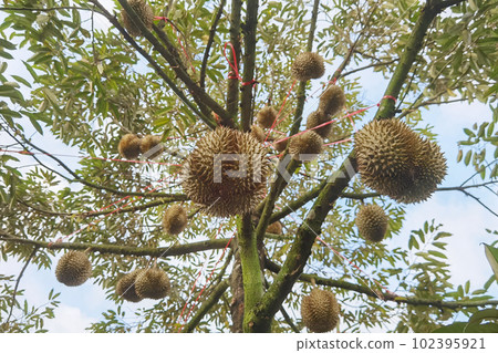 Close up of durians hanging  102395921