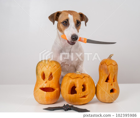 Jack Russell Terrier dog holding a knife next to three jack-o-lanterns on a white background. 102395986
