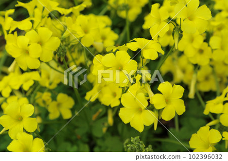 黃色Kabaki花 102396032