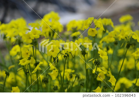 Yellow Kabaki Flower 102396043