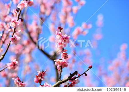Pink Plum Blossom Hagino 102396146