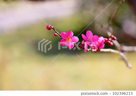 紅梅花紅pl 紅梅花紅pl 102396213