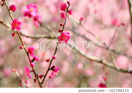 紅梅花紅千鳥背景粉色 102396215
