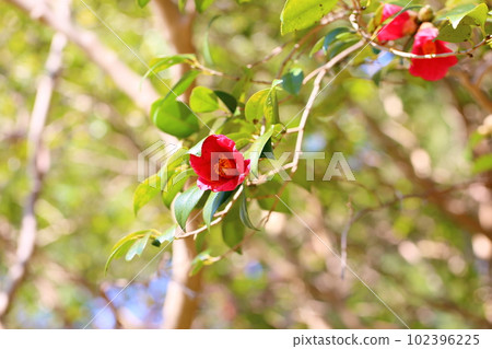 山茶花 102396225