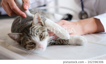 Woman veterinarian making ultrasound diagnosis for cat in vet clinic Woman veterinarian making ultrasound diagnosis for cat in vet clinic 102396306