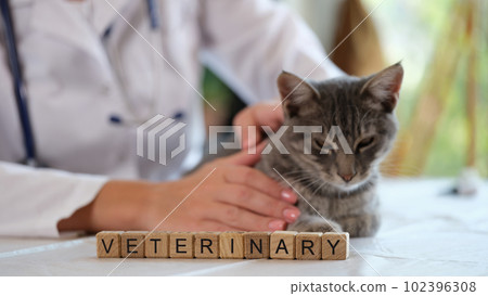 Smiling woman veterinarian holding small kitten in hands Smiling woman veterinarian holding small kitten in hands 102396308