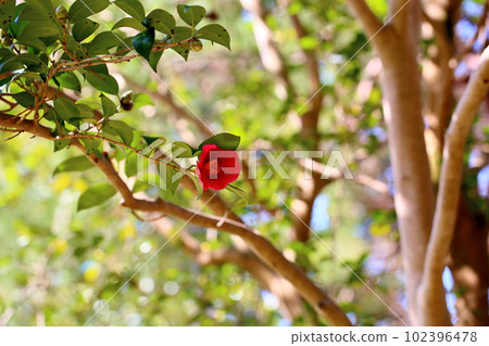 Camellia flower 102396478