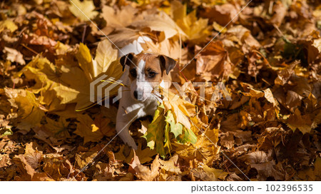 Jack Russell Terrier dog holding a yellow maple leaf on a walk in the autumn park.  102396535