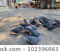 鴿子聚集在轄區內 102396663