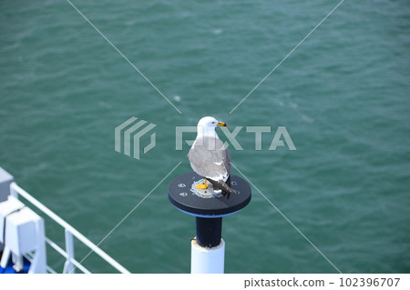 bird on board bird on board 102396707