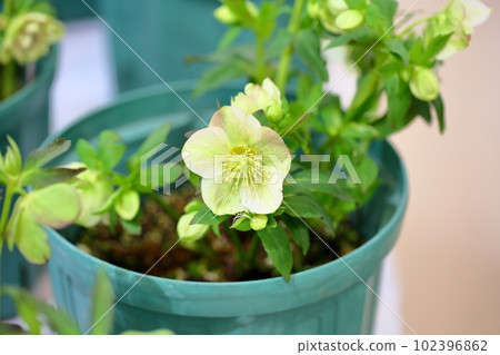 Christmas rose flowers Christmas rose flowers 102396862