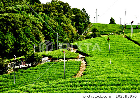 京都府宇治茶村和束茶園 102396956