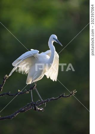 Daisuke Daisuke 102397064