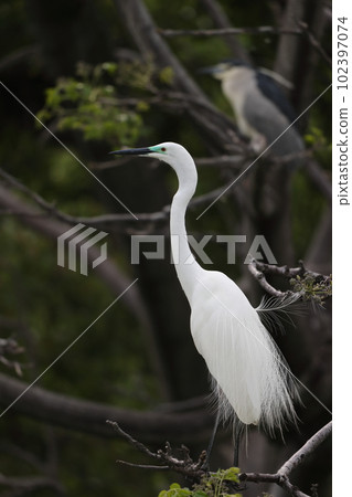 大白鷺 大白鷺 102397074